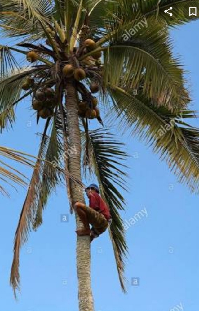 Anil kumar. P. M, COCONUT PLUCKING,  service in Kakkodi, Kozhikode