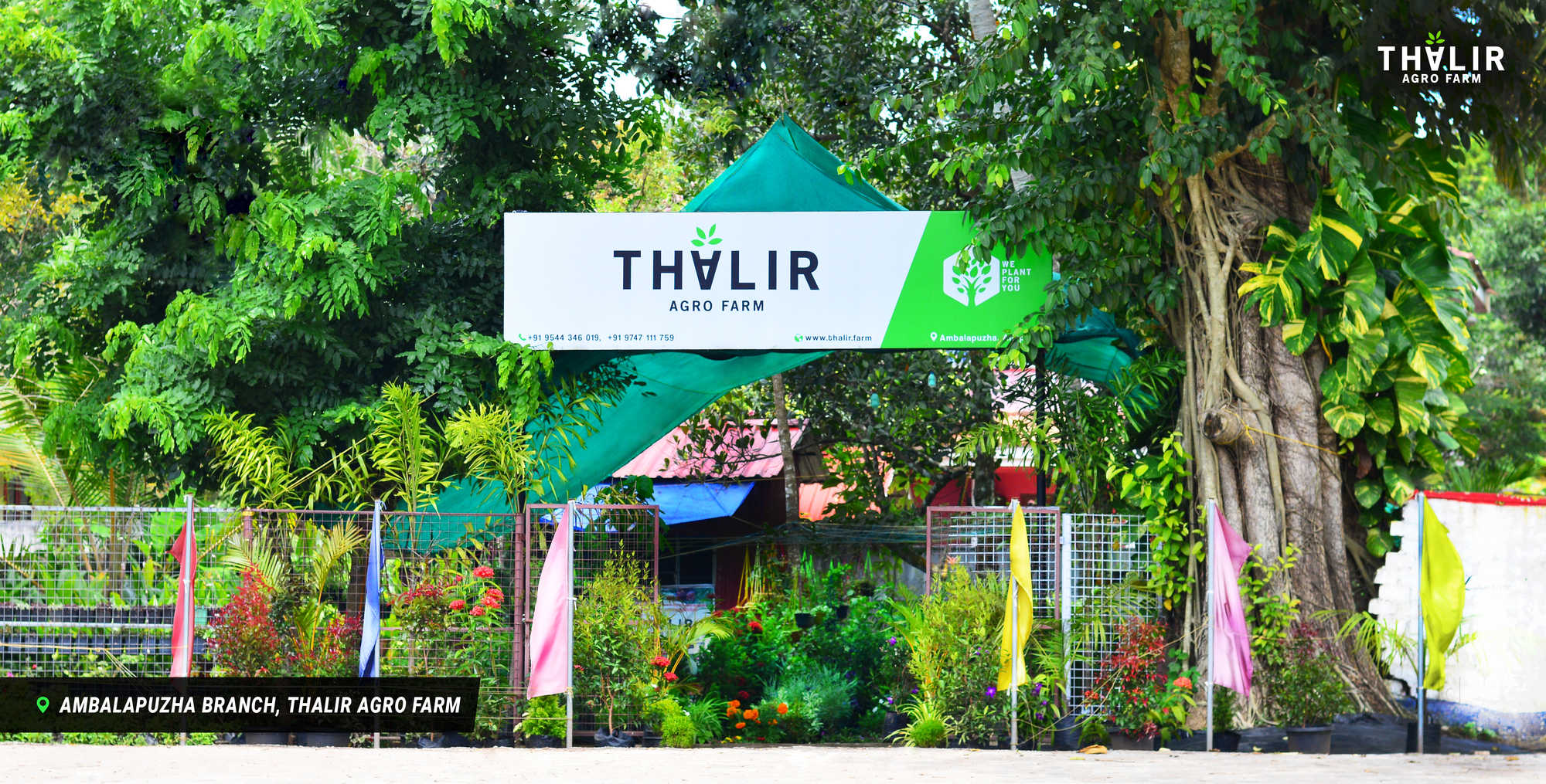 Thalir Agro Farm, PLANT NURSERIES,  service in Alappuzha, Alappuzha