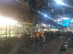 National Dairy Farm, MILK,  service in Kottayam, Kottayam