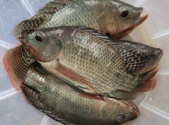 Meenachil Fish Farm, MEAT & FISH,  service in Thiruvanchoor, Kottayam