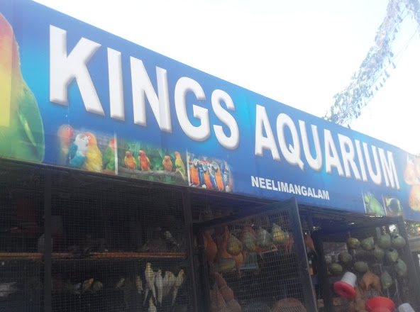 Kings Aquarium, PETS & AQUARIUM,  service in Nagambadam, Kottayam