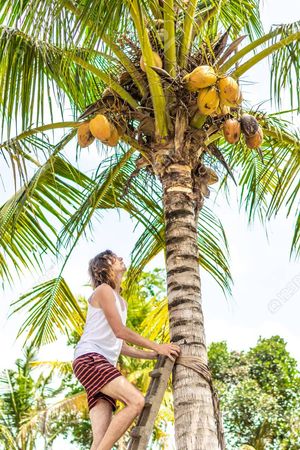 SANOJ, COCONUT PLUCKING,  service in Chemmad, Malappuram