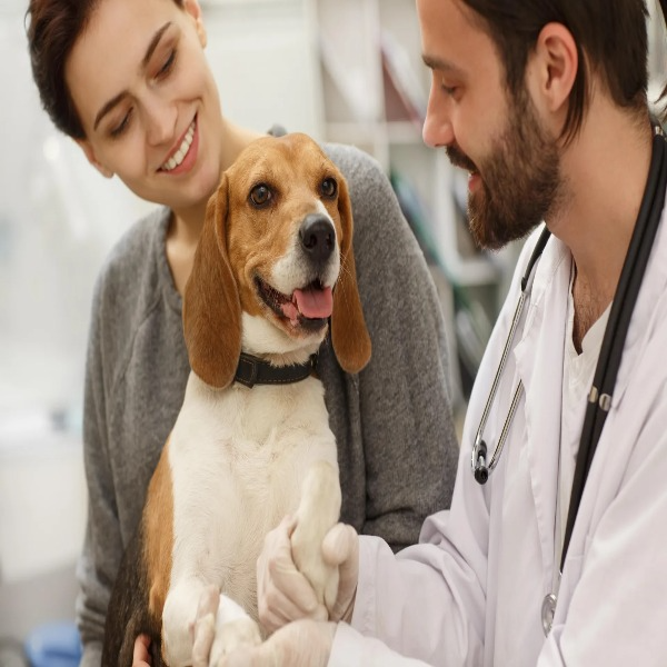 Veterinary  Medicine