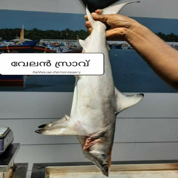 വേലൻ സ്രാവ്