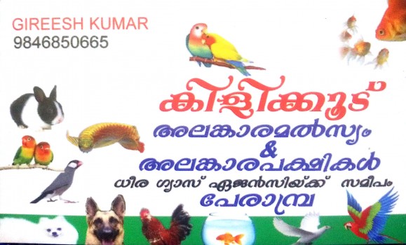 KILLI KOOD, PETS & AQUARIUM,  service in perambra, Kozhikode