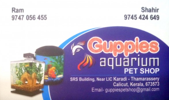 GUPPIES Aquarium, PETS & AQUARIUM,  service in Thamarassery, Kozhikode