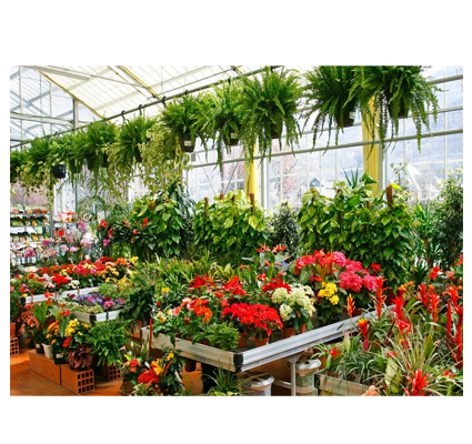 SERVICES PROVIDERS, PLANT NURSERIES in Kerala