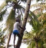 LABOURS, COCONUT PLUCKING in Kerala