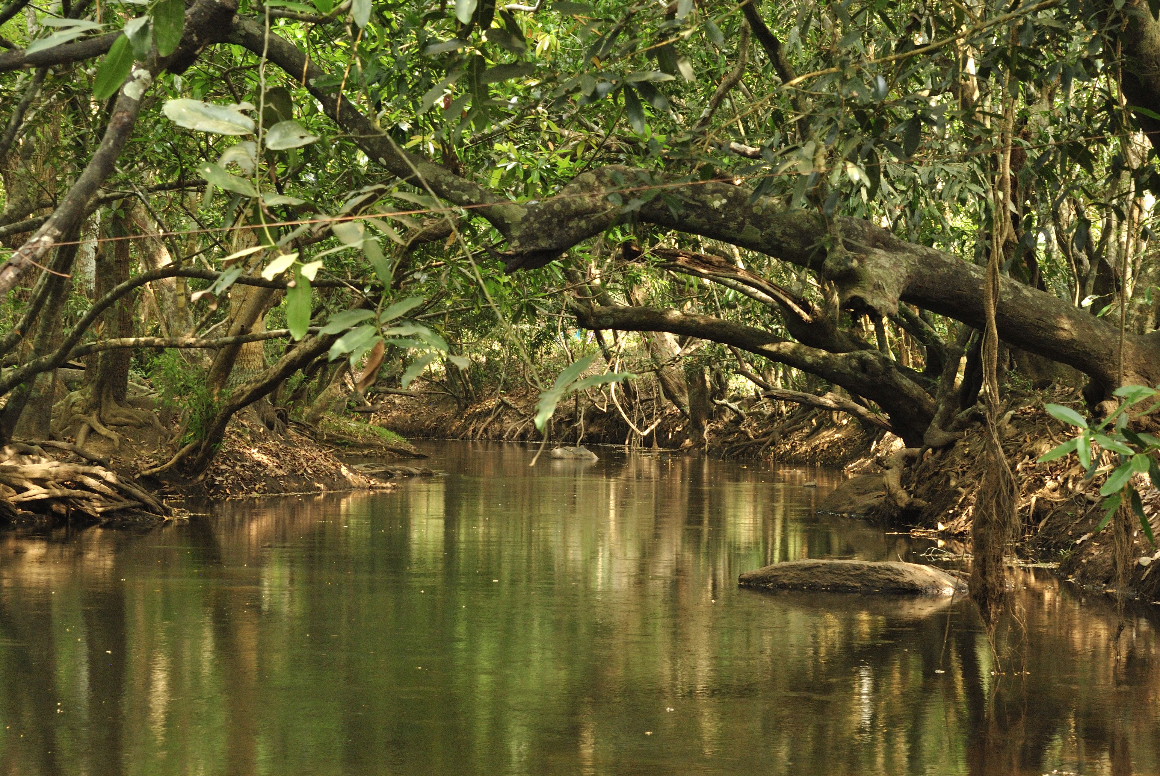 Kuruva Island